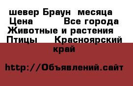 шевер Браун 2месяца › Цена ­ 200 - Все города Животные и растения » Птицы   . Красноярский край